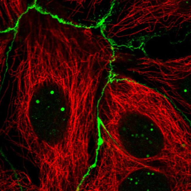 RGS19 Antibody in Immunocytochemistry (ICC/IF)