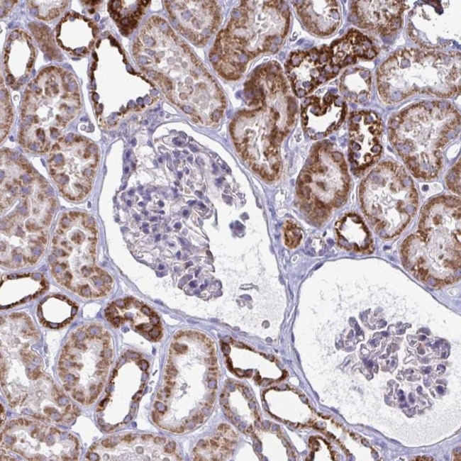 OR10R2 Antibody in Immunohistochemistry (Paraffin) (IHC (P))