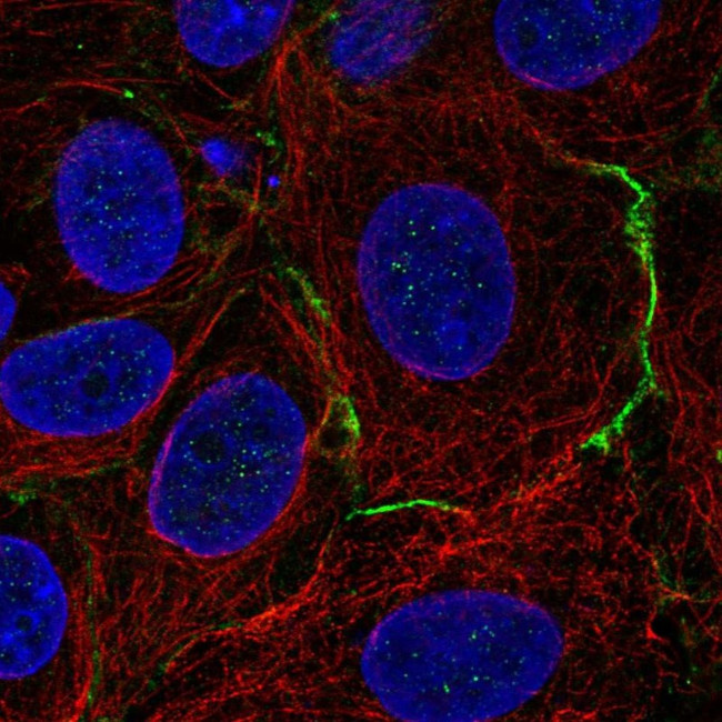 CELSR1 Antibody in Immunocytochemistry (ICC/IF)