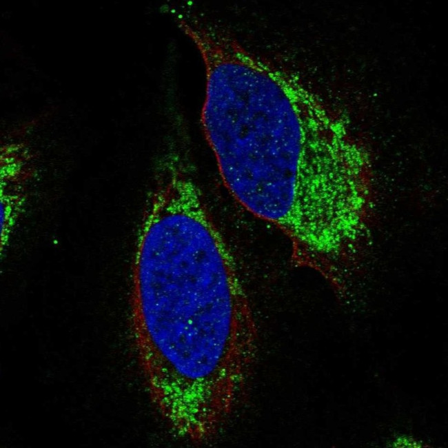 EDG6 Antibody in Immunocytochemistry (ICC/IF)