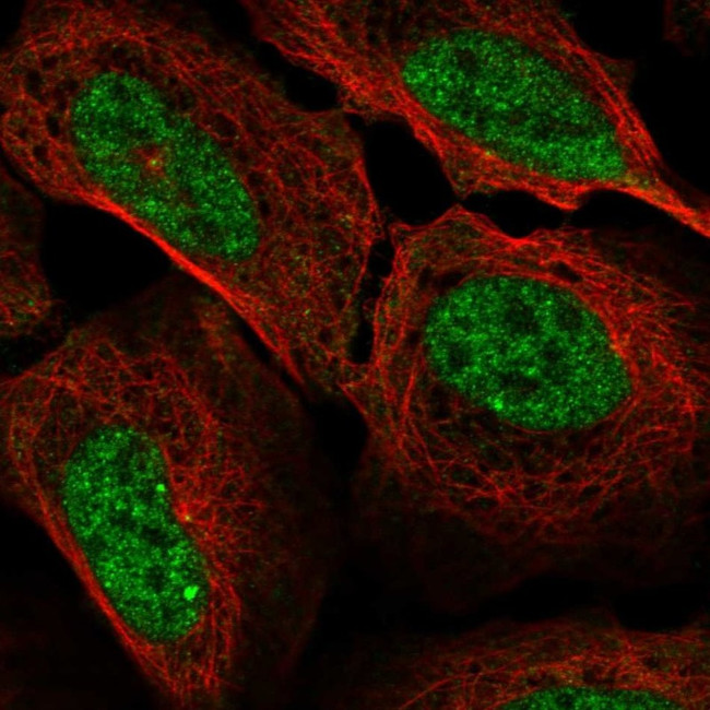 Cyclin A1 Antibody in Immunocytochemistry (ICC/IF)