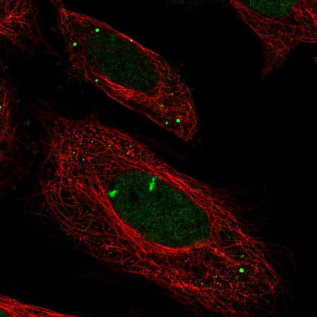 Myeloperoxidase Antibody in Immunocytochemistry (ICC/IF)