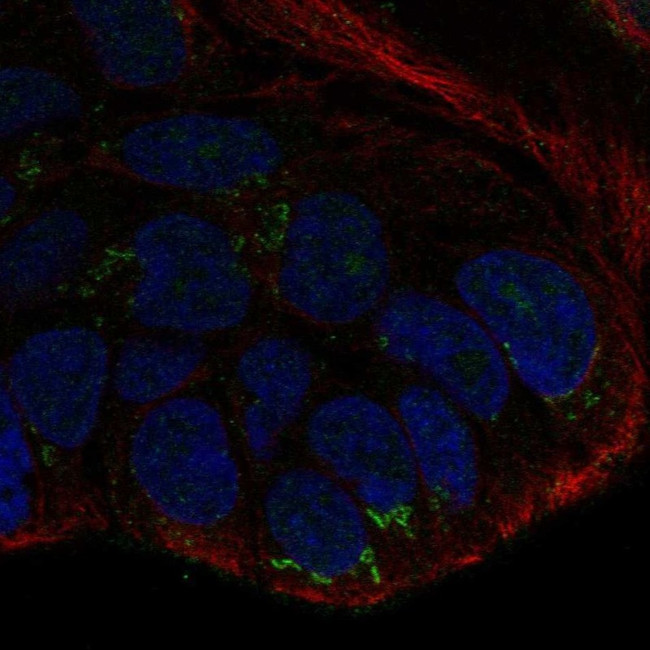 WNT10B Antibody in Immunocytochemistry (ICC/IF)