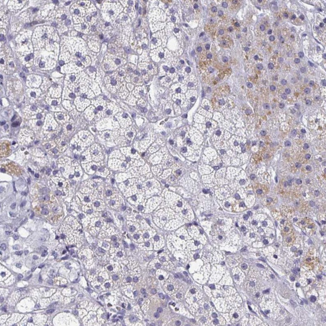 Synaptotagmin 2 Antibody in Immunohistochemistry (Paraffin) (IHC (P))