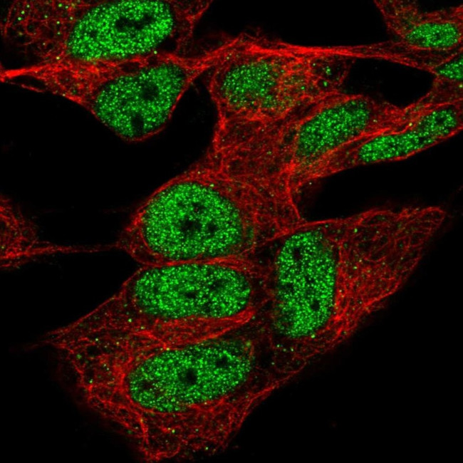 CPSF4 Antibody in Immunocytochemistry (ICC/IF)