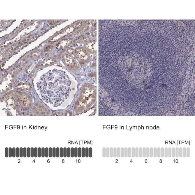 FGF9 Antibody in Immunohistochemistry (Paraffin) (IHC (P))