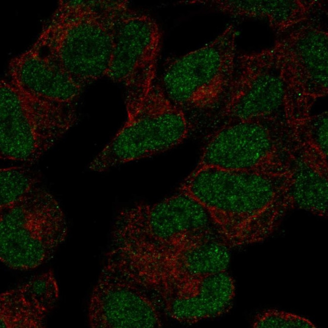 POLR3D Antibody in Immunocytochemistry (ICC/IF)