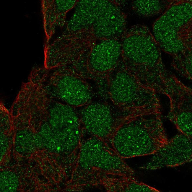 GSC Antibody in Immunocytochemistry (ICC/IF)