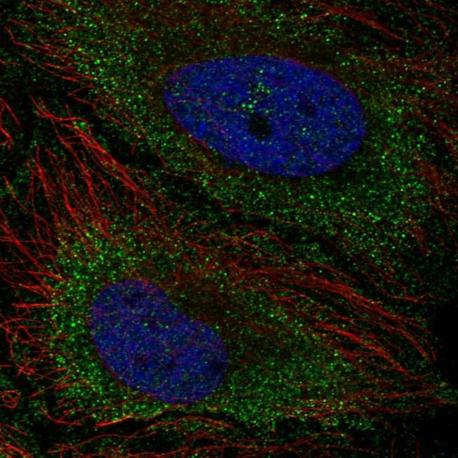 TNFAIP8L3 Antibody in Immunocytochemistry (ICC/IF)