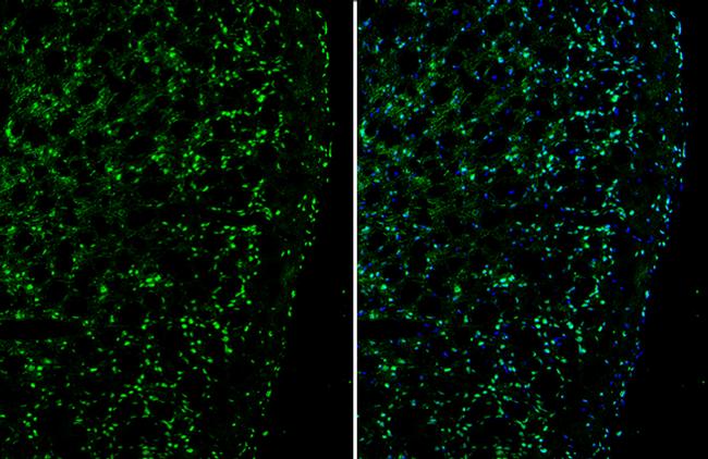 PLXND1 Antibody in Immunohistochemistry (Frozen) (IHC (F))