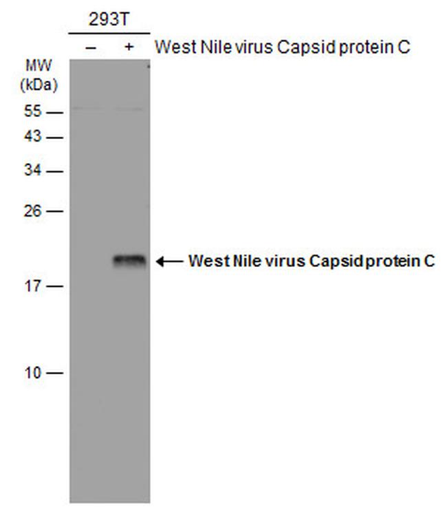 West Nile Virus Capsid Protein C Antibody in Western Blot (WB)