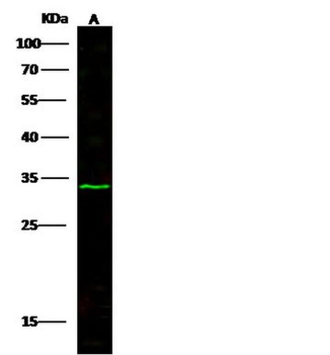 Noggin Antibody in Western Blot (WB)