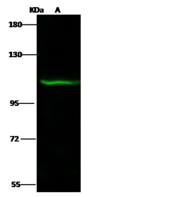 PAXBP1 Antibody in Western Blot (WB)