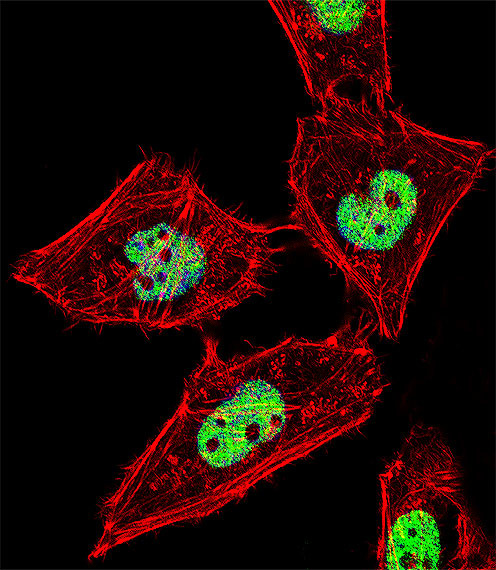 RORA Antibody in Immunocytochemistry (ICC/IF)