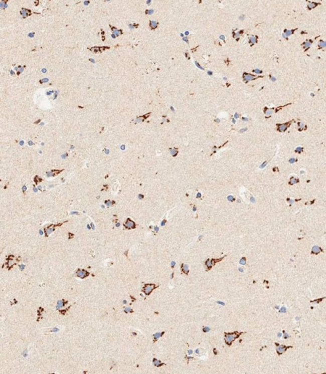 ENT1 Antibody in Immunohistochemistry (Paraffin) (IHC (P))