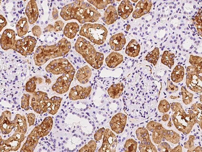 Golgi protein 58k Antibody in Immunohistochemistry (Paraffin) (IHC (P))