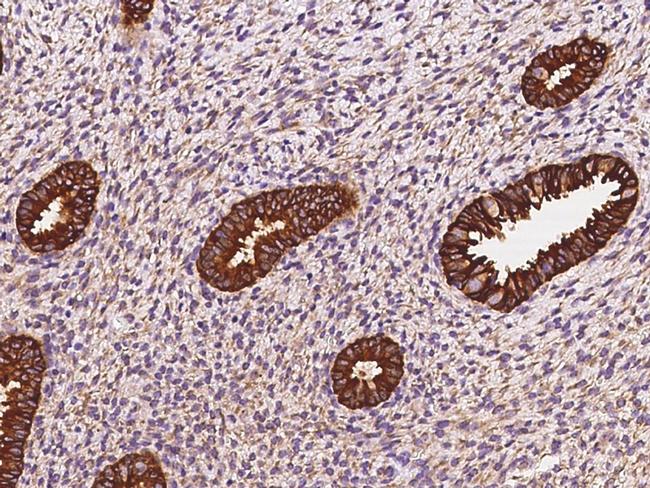 STX18 Antibody in Immunohistochemistry (Paraffin) (IHC (P))