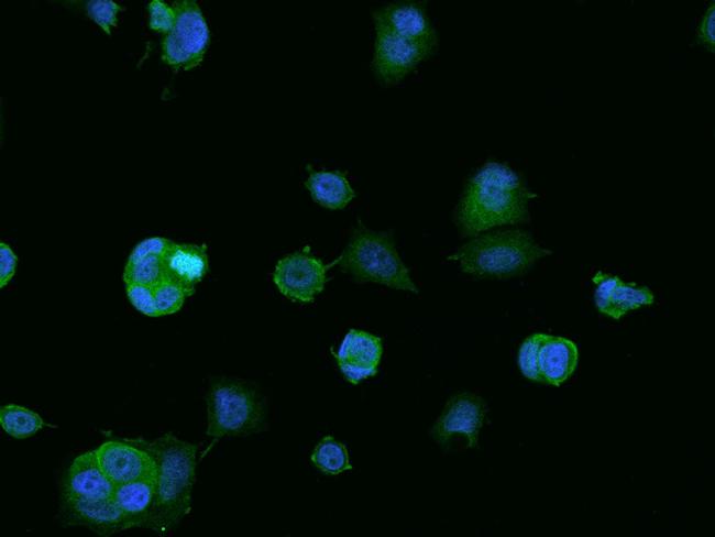 BNIP1 Antibody in Immunocytochemistry (ICC/IF)