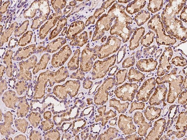 SBCAD Antibody in Immunohistochemistry (Paraffin) (IHC (P))