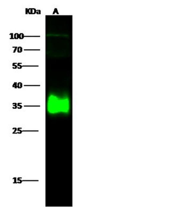 LGMN Antibody in Western Blot (WB)