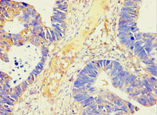 alpha Amylase 2B Antibody in Immunohistochemistry (Paraffin) (IHC (P))