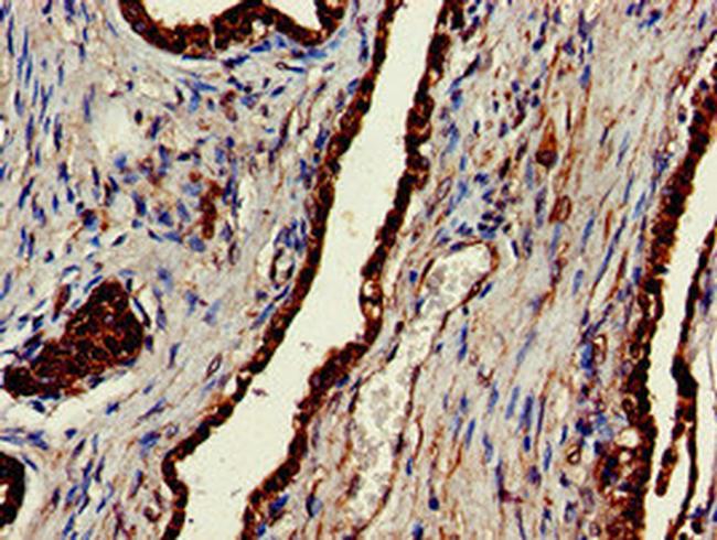 ENTH Antibody in Immunohistochemistry (Paraffin) (IHC (P))