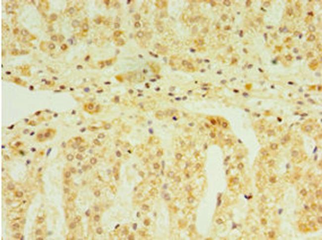 FGF6 Antibody in Immunohistochemistry (Paraffin) (IHC (P))