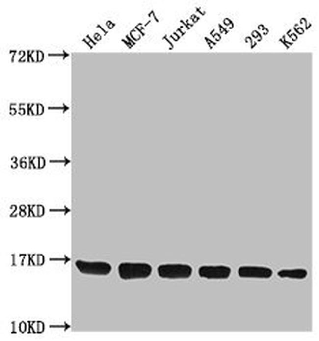 H3.3K79me2 Antibody in Western Blot (WB)