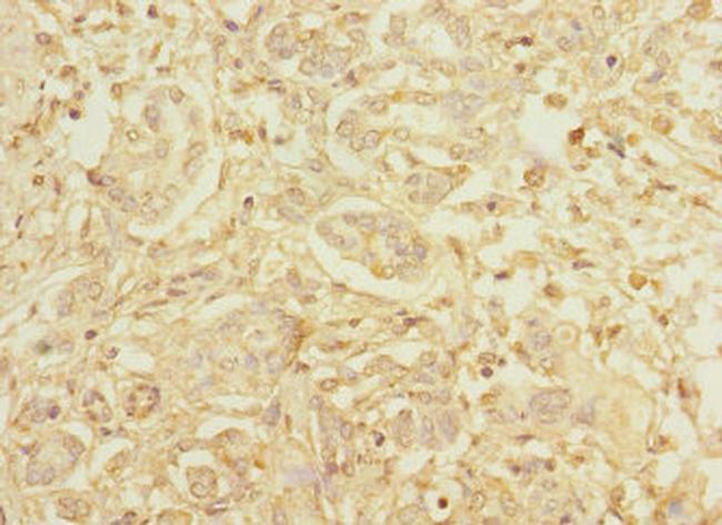 HEPH Antibody in Immunohistochemistry (Paraffin) (IHC (P))