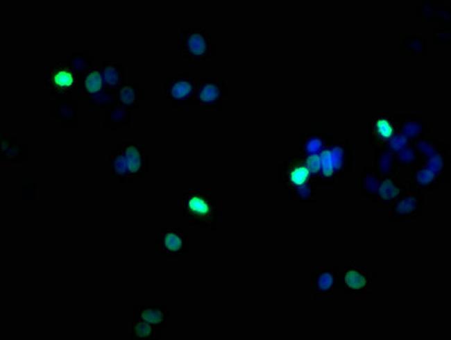 Phospho-Histone H1.5 (Ser17) Antibody in Immunocytochemistry (ICC/IF)