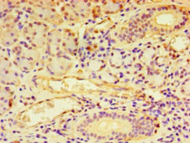 NDST1 Antibody in Immunohistochemistry (Paraffin) (IHC (P))