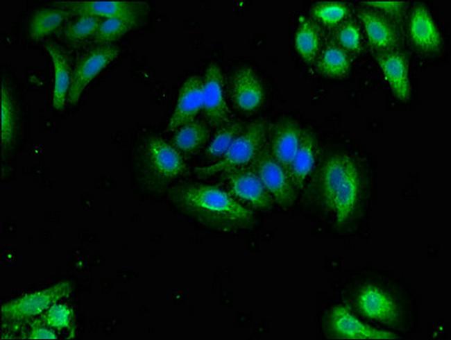 Oxytocin Antibody in Immunocytochemistry (ICC/IF)