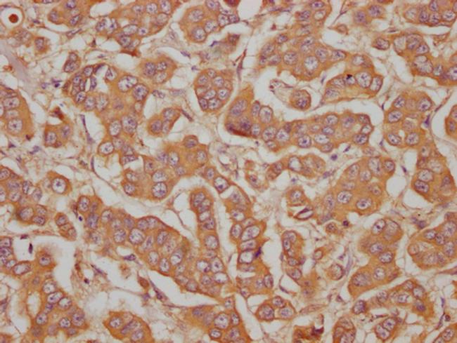 PRG2 Antibody in Immunohistochemistry (Paraffin) (IHC (P))