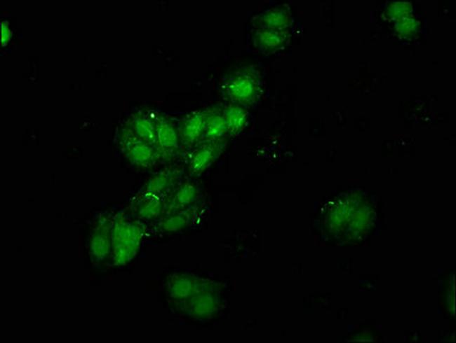 RBMS1 Antibody in Immunocytochemistry (ICC/IF)