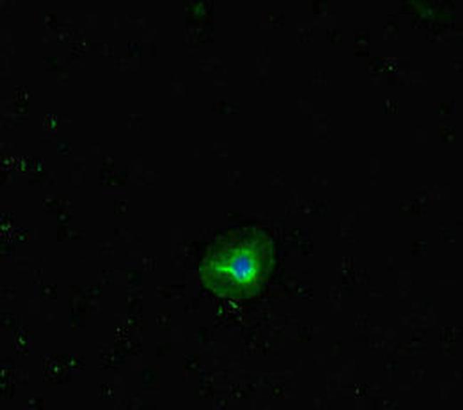 RHD Antibody in Immunocytochemistry (ICC/IF)