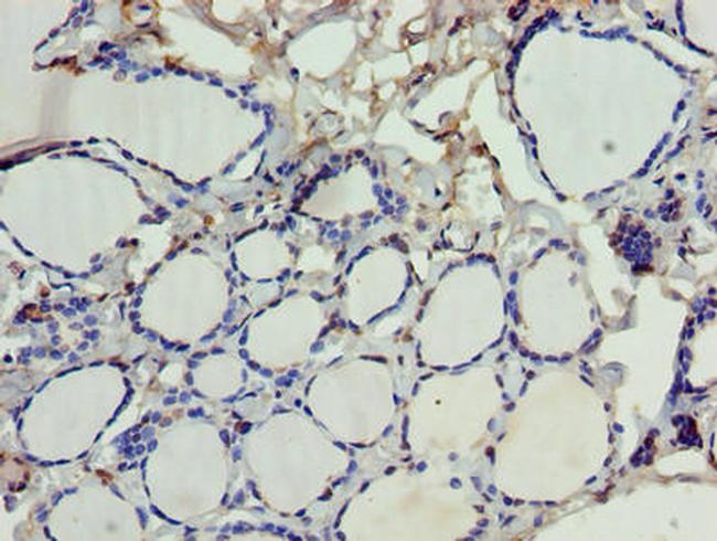 SDSL Antibody in Immunohistochemistry (Paraffin) (IHC (P))