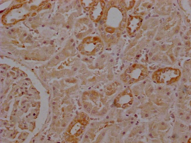 SEPP1 Antibody in Immunohistochemistry (Paraffin) (IHC (P))