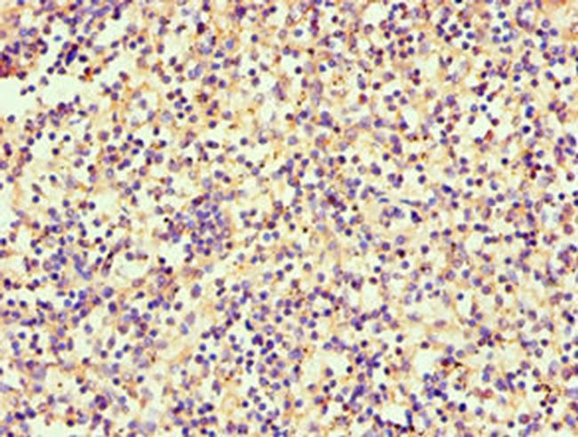 Serglycin Antibody in Immunohistochemistry (Paraffin) (IHC (P))