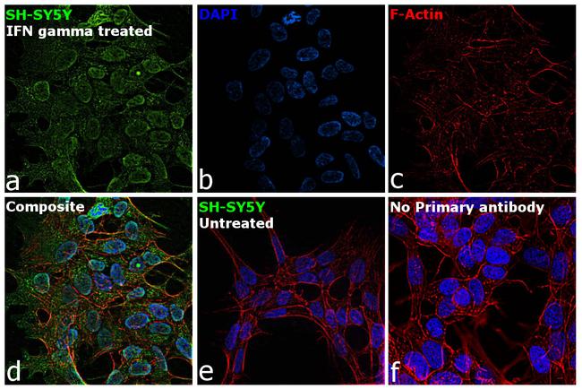 IFITM3 Antibody in Immunocytochemistry (ICC/IF)