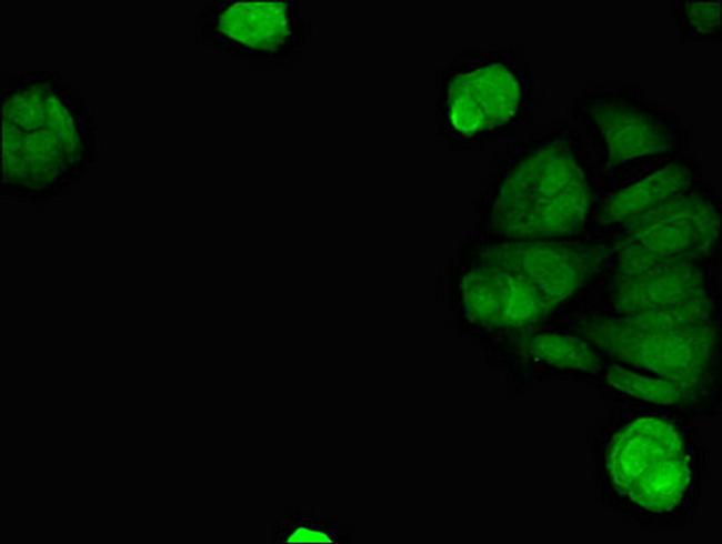 STING Antibody in Immunocytochemistry (ICC/IF)