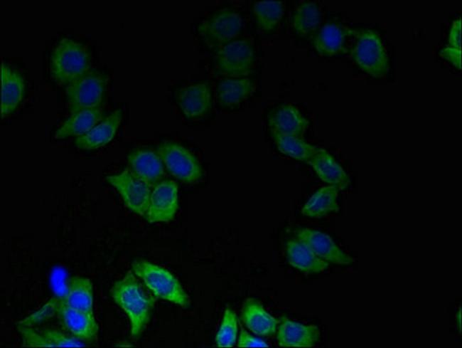 TMEM55A Antibody in Immunocytochemistry (ICC/IF)