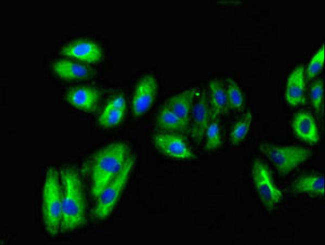 VNN1 Antibody in Immunocytochemistry (ICC/IF)