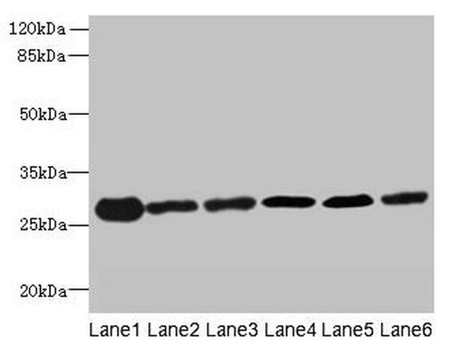 TMED9 Antibody in Western Blot (WB)