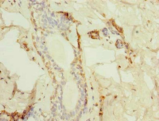 TMED2 Antibody in Immunohistochemistry (Paraffin) (IHC (P))