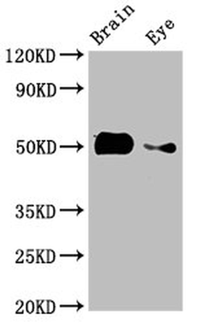 alpha Tubulin Antibody in Western Blot (WB)