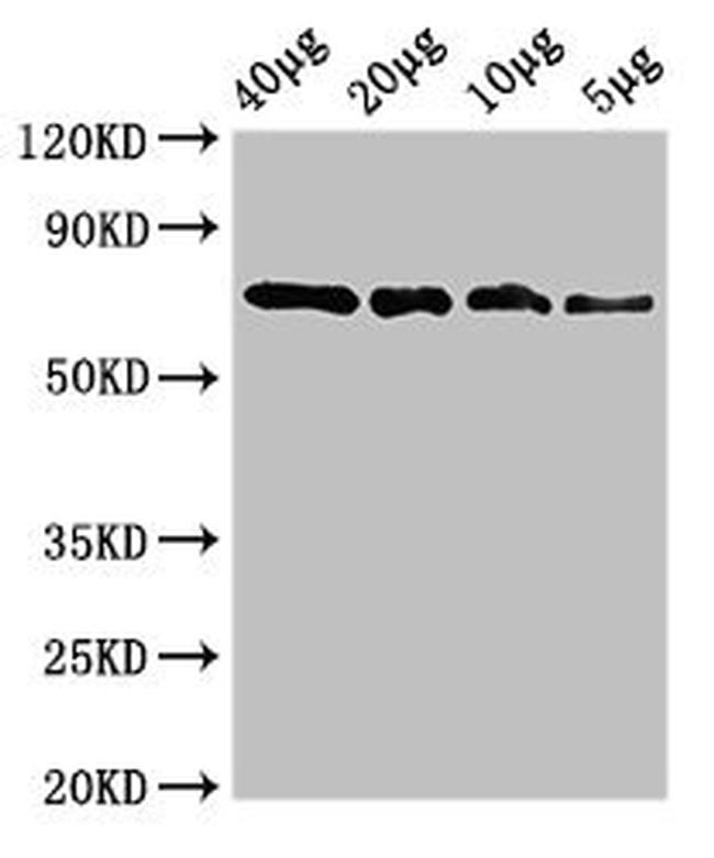 SOX10 Antibody in Western Blot (WB)