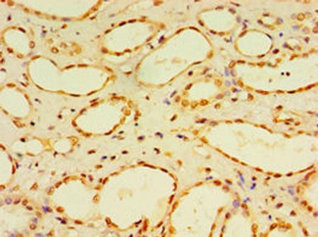 DUSP7 Antibody in Immunohistochemistry (Paraffin) (IHC (P))