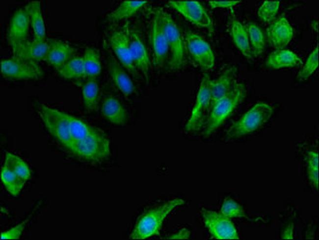 NAALADL2 Antibody in Immunocytochemistry (ICC/IF)