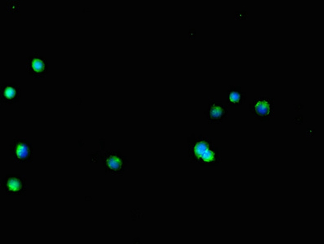 GLT8D1 Antibody in Immunocytochemistry (ICC/IF)