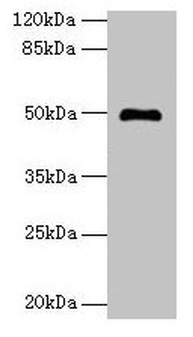 ADAL Antibody in Western Blot (WB)